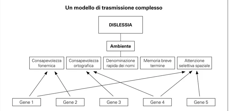 Fig. 2  Modello di trasmissione e forme di dislessia (Marino Cecilia – Unità di Psicopatologia dell’età  evolutiva – Istituto scientifico Medea – Dipartimento di Neuroscienze – Università S
