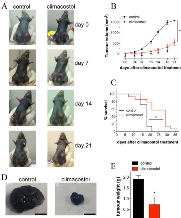 Figure 4. In vivo antitumor properties of climacostol in mice bearing melanoma allografts