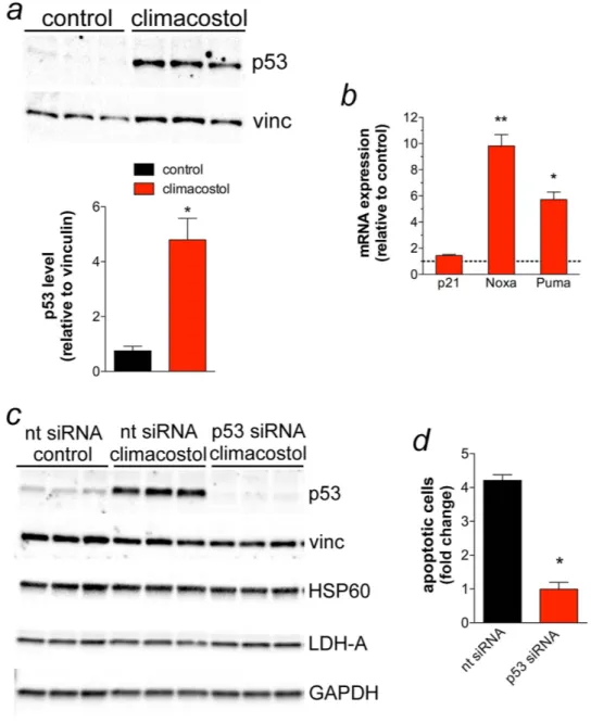 Figure 5.  Pro-apoptotic effects of climacostol in melanoma cells depend on p53 activity