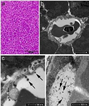 Figure 2. Optical micrographs and TEM images of zebrafish liver and ovary tissues  treated with SAMNs@OTC