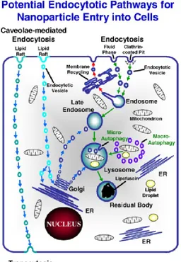 Figure 1. Possible endocytosis pathways exploited by manufactured NPs to enter the 