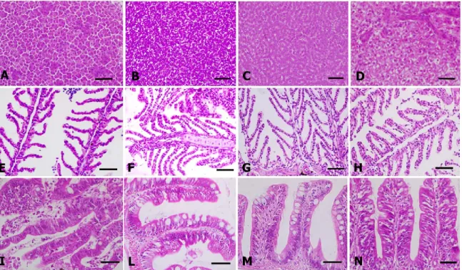 Figure 2. Example of histomorphology (day 28) of ZF: liver ctrl (A), group A (B), group B (C), group C (D); gills ctrl (E), group A  (F), group B (G), group C (H) and intestine ctrl (I), group A (L), group B (M), group C (N)