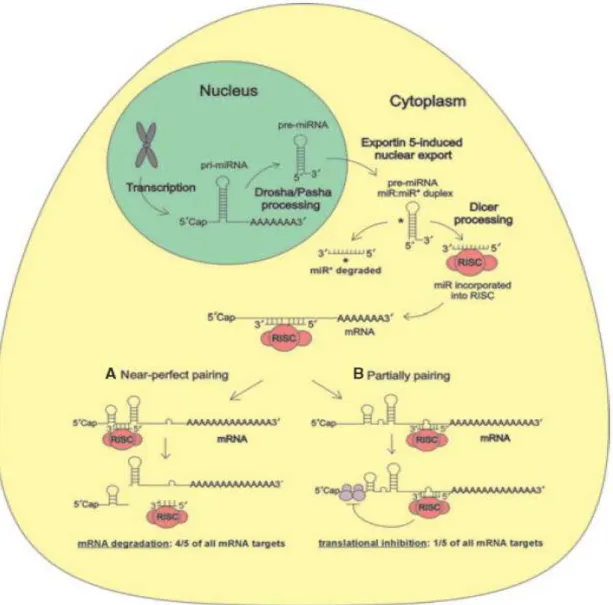 Figura 5: Biogenesi e meccanismo d’azione dei miRNA 