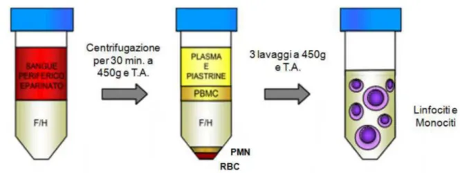 Figura  6:  Separazione  delle  cellule  mononucleate  dal  sangue  periferico  mediante  stratificazione su gradiente di Ficoll