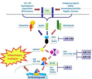 Figura 7: funzione dei miRNA nei linfomi cutanei T 