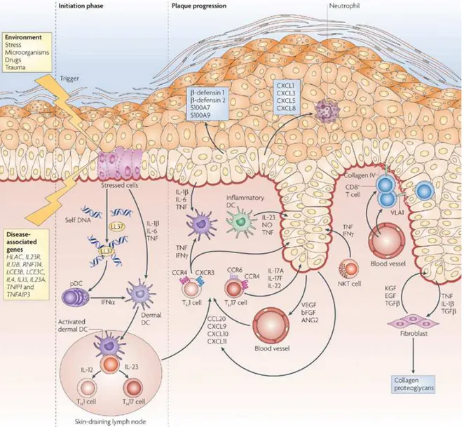 Figure  4.  Psoriasis  immunopathogenesis.  After  an  initiation  phase,  activated  by  stressor  factors 