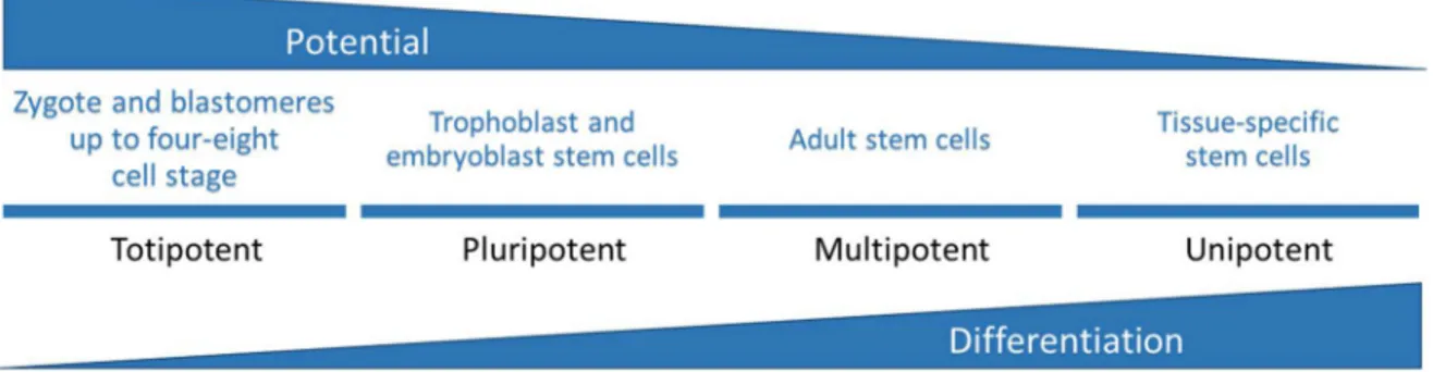 Figure 8.  Schematic overview of stem cells classification. The differentiation potential gradually 