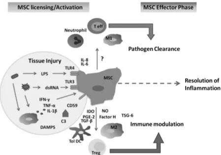 Figure 10. The participation of MSCs in inflammation. MSCs can be activated directly through TLR 