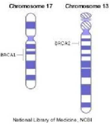 Figura 1: Posizione geni BRCA1 e BRCA2 nei corrispettivi cromosomi 