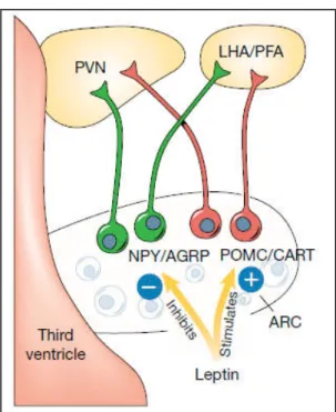 Fig. 1  - First order NPY/AgRP and POMC/CART neurons regulated by leptin 