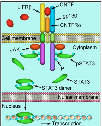 Fig.  3   -  Schematic  illustration  of  CNTF  signaling  through  STAT3.  CNTF 