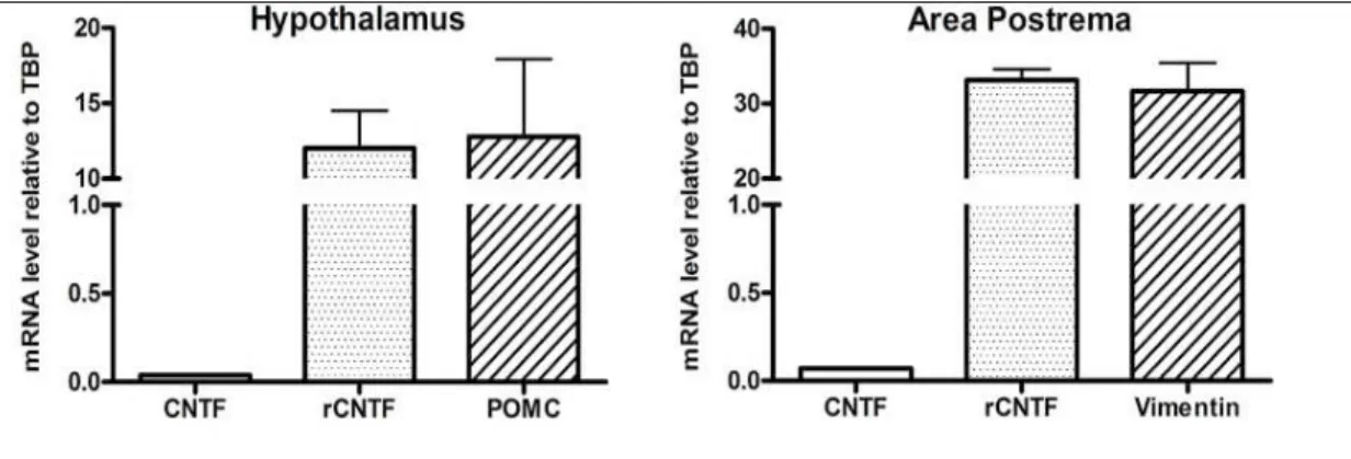 Fig.  18   -  CNTF  and  CNTFRα  expression.  RT-PCR  demonstrated  that  in  the 