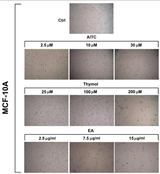 Figure 6. Representative photographs of MCF-10A cells (control and after treatment with AITC, 