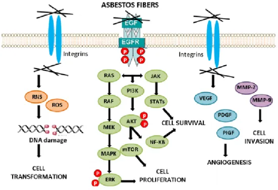 Figure 4: Cell signaling activation by asbestos 