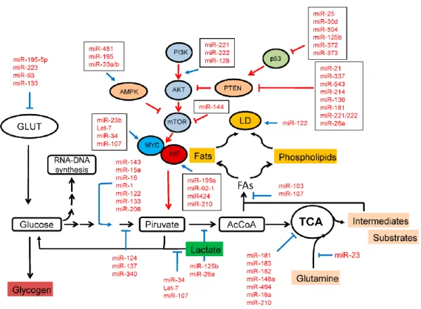 Figure 7: MiRNA network in the regulation of cell metabolism 