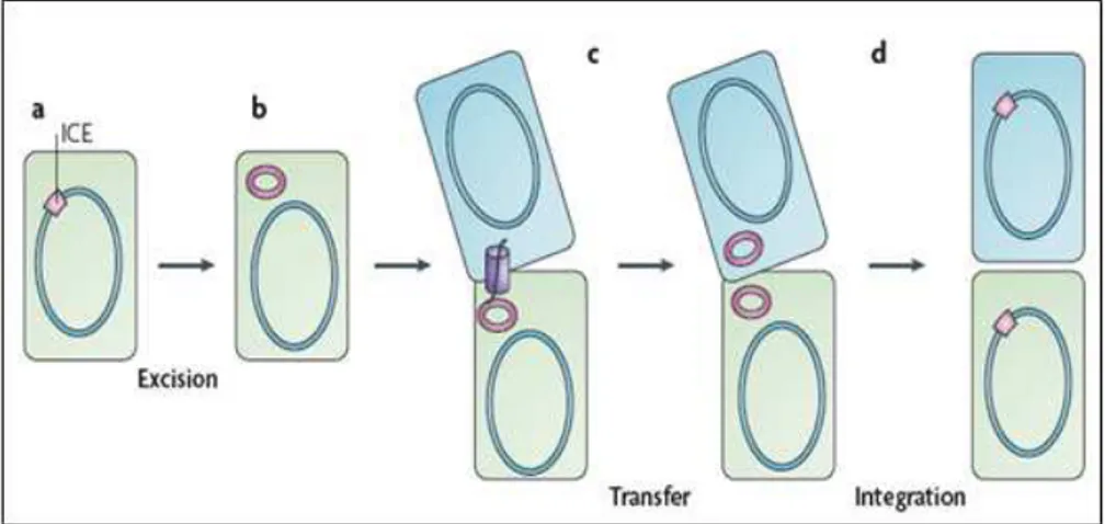 Figura 10. Rappresentazione schematica del ciclo vitale di un ICE: l’elemento integrativo coniugativo  (ICE) risulta integrato in un sito cromosomico mediante due sequenze specifiche sulla destra (attR) e  sulla  sinistra  (attL)