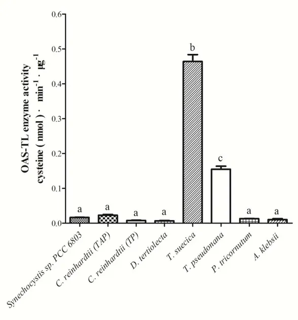 Fig. 4-15. OAS-TL enzyme activity in crude extracts of different algae. 