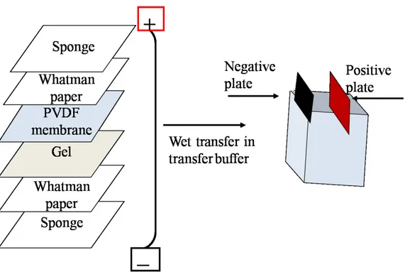 Fig. 3-11. Assembly of a western blot sandwich.  This scheme was modified from Mahmood, 2012.