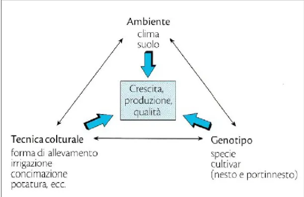 Figura  3:  Rappresentazione  schematica  delle  relazioni  esistenti  tra  ambiente,  tecnica  colturale  e  genotipo 