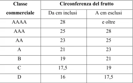 Tabella 5: Elenco delle classi di calibro commerciale e le circonferenze del frutto corrispondenti