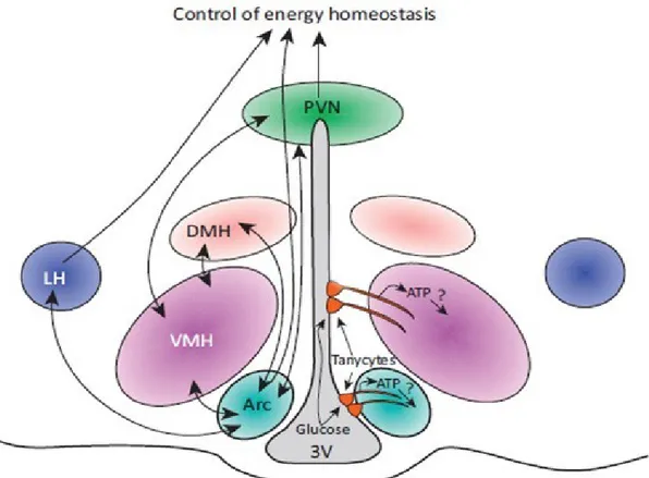 Figure 1 - Hypothalamic nuclei involved in energy balance. 3V, third ventricle; ARC, arcuate nucleus;  DMH,  dorsomedial  hypothalamic  nucleus;  LH,  lateral  hypothalamus;  PVN,  paraventricular  nucleus  [13]