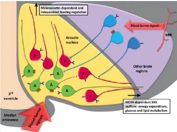 Figure  2  -  First order NPY/AgRP and POMC/CART neurons  in the  ARC,  regulated by  blood borne  molecules project to other brain regions, mainly the hypothalamus and brainstem [38]