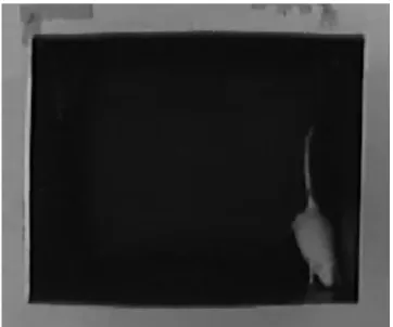 Figure 2. Rat in an open field. The picture, taken through the camera installed in our laboratory, shows a rat doing 