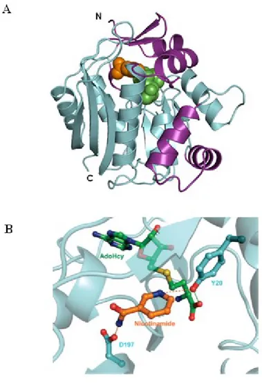 Figure 3. Crystal structure of human NNMT bound to S-adenosyl-L-homocysteine and  nicotinamide  (A)