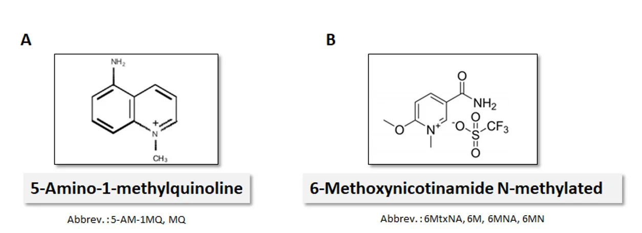 Figure  5.  NNMT  Inhibitors.  Chemical  structure  of  NNMT  inhibitors  5-Amino-1- 5-Amino-1-methylquinoline (A) and 6-Methoxynicotinamide N-methylated (B)