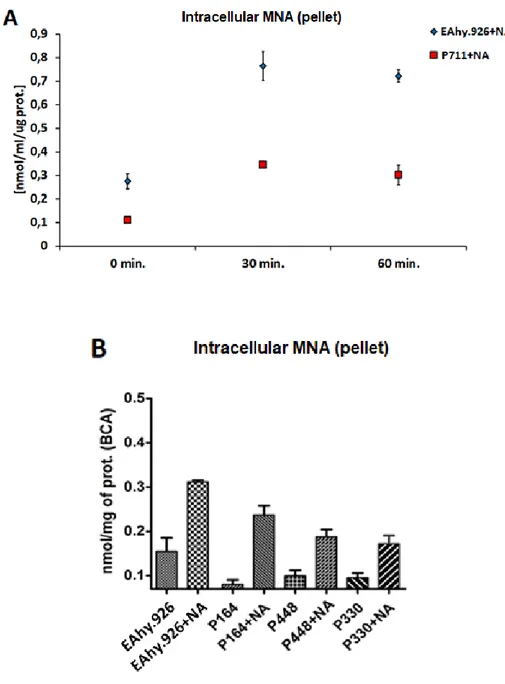 Figure  7.  MNA  production  in  NNMT  knockdown  cell  lines.  Intracellular  MNA  levels were analyzed in normal EAhy.926 cells and EAhy.926 cells transfected with 4  shRNA plasmids: pLKO.1- 1-711 (A) and pLKO.1-164, 1-330, 1-448 (B)