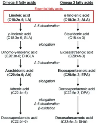 Fig 3. Metabolism of omega-3 and omega-6 fatty acids [modified from Katalin Fekete and Tamás 