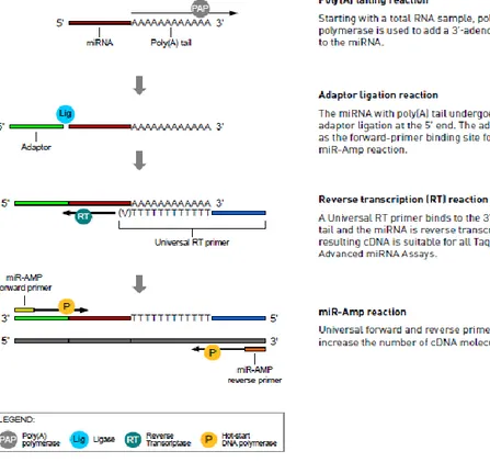 Figure 13. Schematic Representation of TaqMan®Advanced miRNA cDNA Synthesis.  