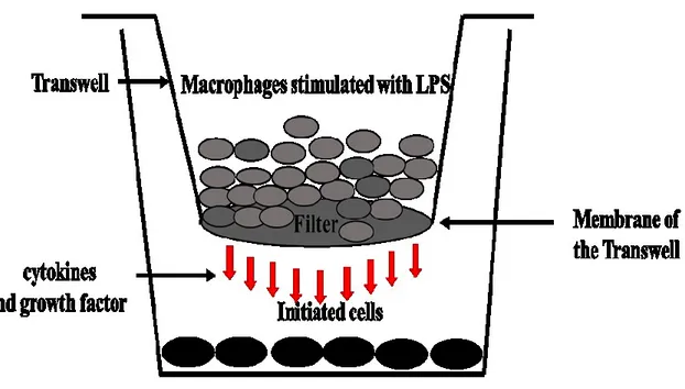 Figure 14. Model of initiated cells and macrophages coculture. The initiated cells are grown in transwell 