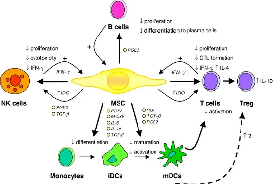 Figure  3.  Immunomodulatory  effects  of  MSCs. CTL  indicates  cytotoxic  T  cell;  HGF,  hepatocyte 