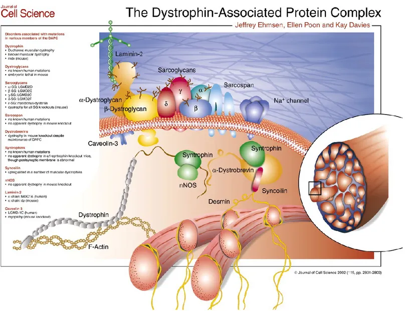 Figure 6. The dystrophin-associated protein complex.