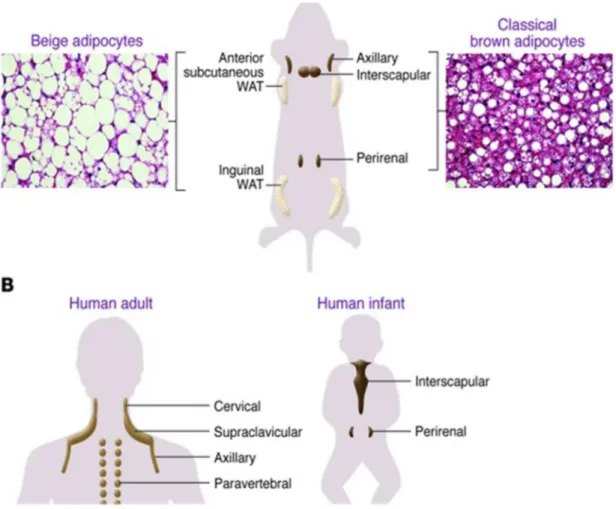 FIGURE 2. ANATOMICAL LOCATIONS OF THERMOGENIC  ADIPOCYTES IN MICE  AND HUMANS (SIDOSSIS L., KAJIMURA S., 2015) 