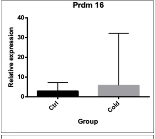 FIGURE 3. GENE EXPRESSION OF PRDM 16 MEASURED IN PBMC.  CTRL - CONTROL GROUP, COLD - COLD EXPOSED GROUP 