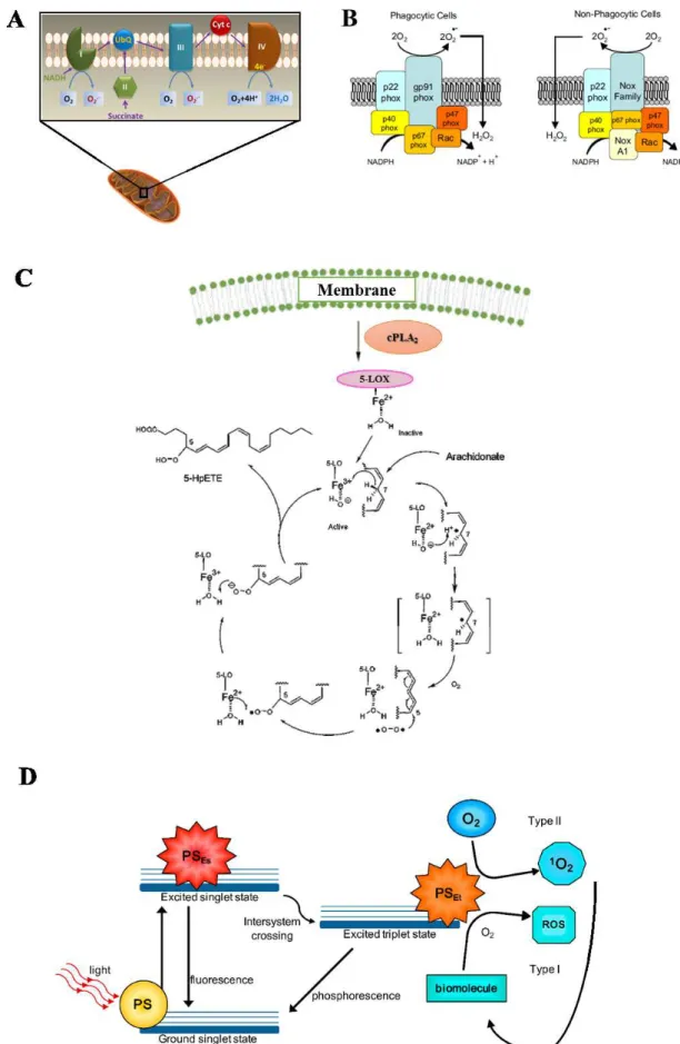 Figure 2. The most relevant source of ROS in living cells: (A) mitochondria, (B) NADPH oxidase, (C) 