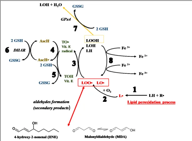 Figure  4.  Role  of antioxidants  in  the  management  of  lipid  peroxidation  process