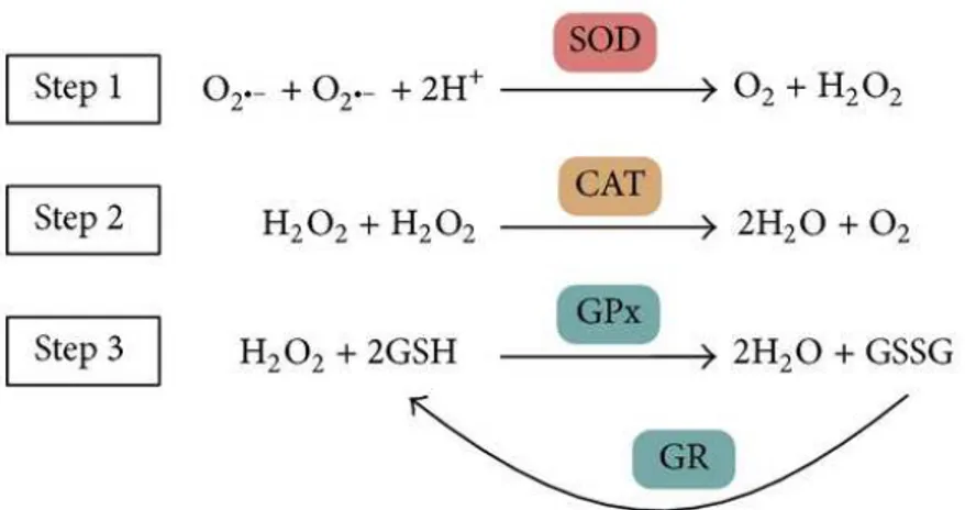 Figure 5. Main enzymatic antioxidant defense system in vivo and their reactions on 