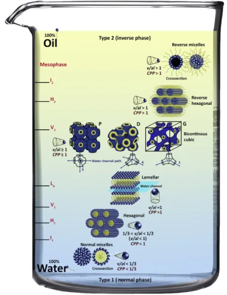 Figure 10. An illustration of the main types of lyotropic liquid crystal phases depending on the interface 