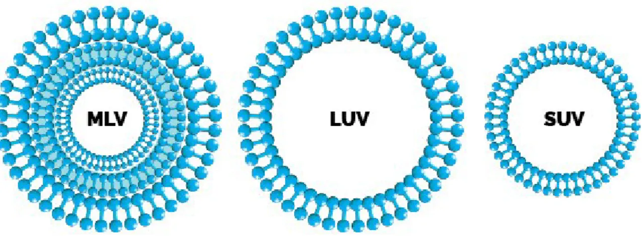Figure 11. Schematic representation of basic structures and different types of liposome