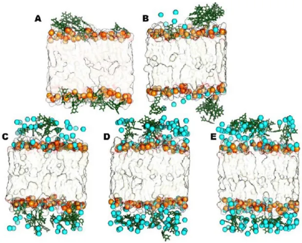 Figure 19. Representative structures for the steady states of neutral models with CaCl 2 