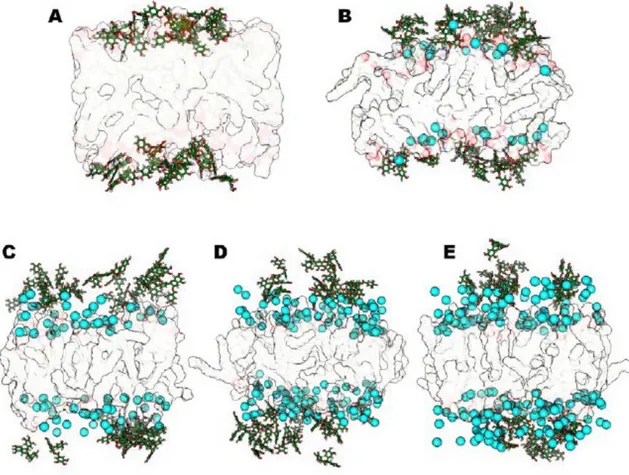 Figure  22.  Representative  structures  for  the  steady  states  of  anionic  systems  with  CaCl 2 