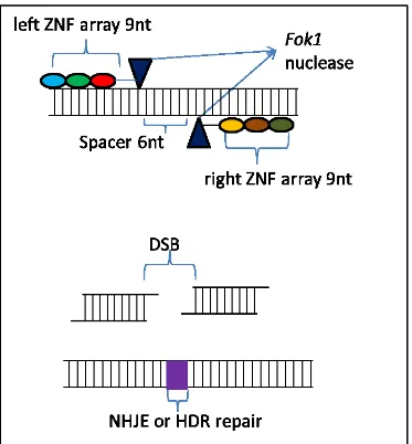 Fig. 3 Schematic illustration of the ZNF structure and mechanism of inducing double strand  break(DBS)
