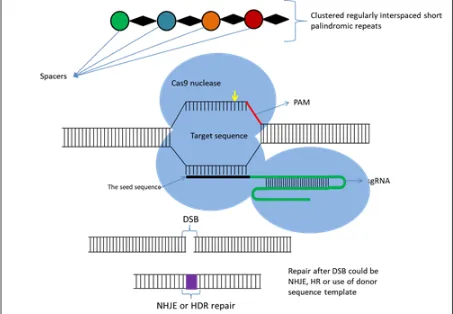 Fig.  4  Schematic  illustration  of  the  CRISPR/Cas9  system  structure  and  the  principle  of  CRISPR/Cas9-mediated genomic modifications