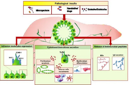Figure 3. Overview of cholangiocytes immune biology. Once activated by noxious  stimuli  of  different  nature  (microorganisms,  xenobiotics,  drugs  or  exotoxins/endotoxins), reactive cholangiocytes respond by releasing cytokines and  chemokines  which 