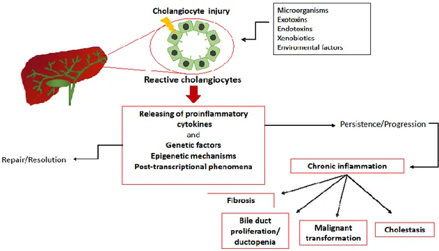 Figure 5. Schematic representation of cholangiopathies pathogenesis. Following an  insult, cholangiocytes become activated and start to release inflammatory mediators  (cholangiocytes-dependent  events)