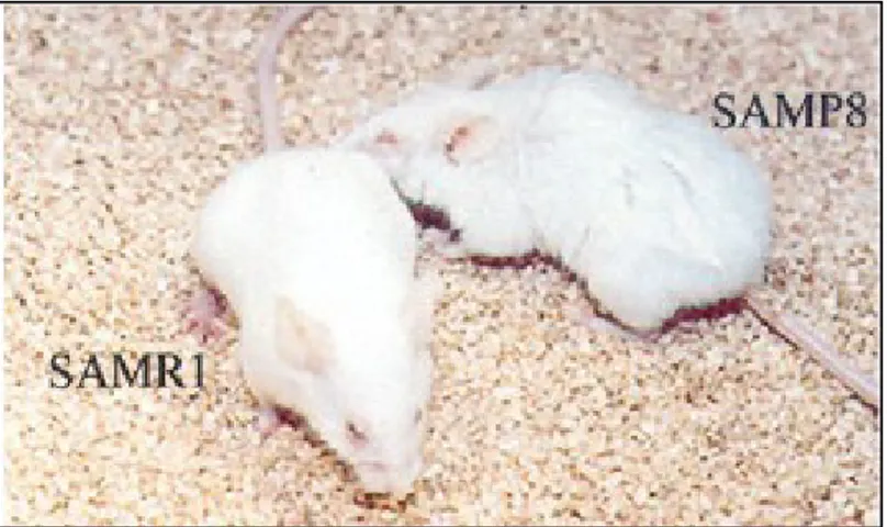 Figure 7. SAMR1 and SAMP8 mice: phenotypic characteristics. The signs of aging  typical of SAMP8 mice includes loss of skin glossiness, increased coarseness or hair  loss, curvature of the spine and inflammation of periorbital areas