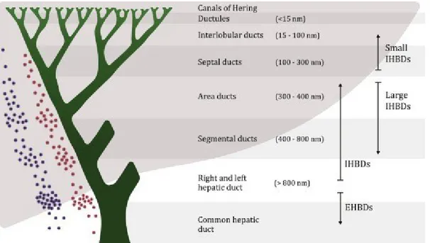 Figure 1. Biliary tree architecture (From de Jong et al. 2018 [8]). 